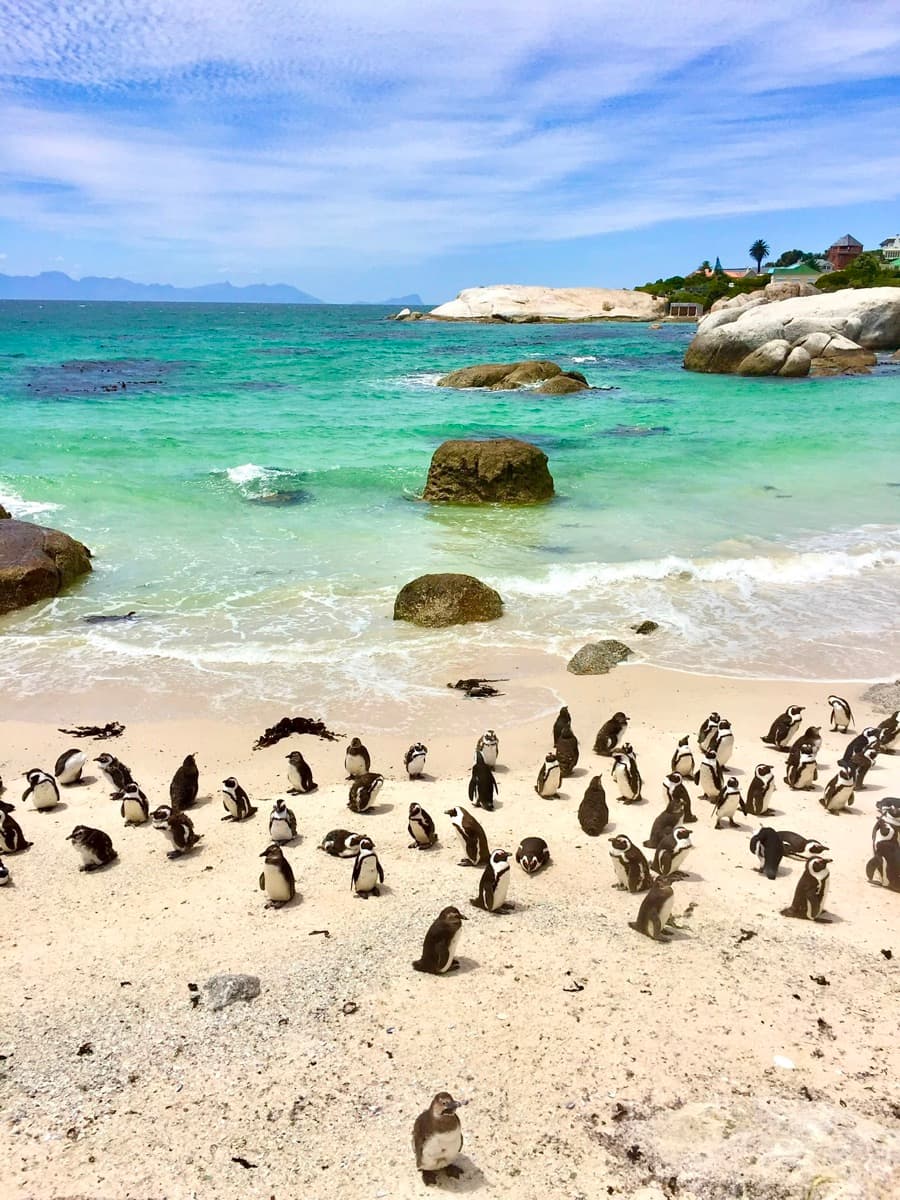 Pingviner på Boulders Beach, Kapstaden