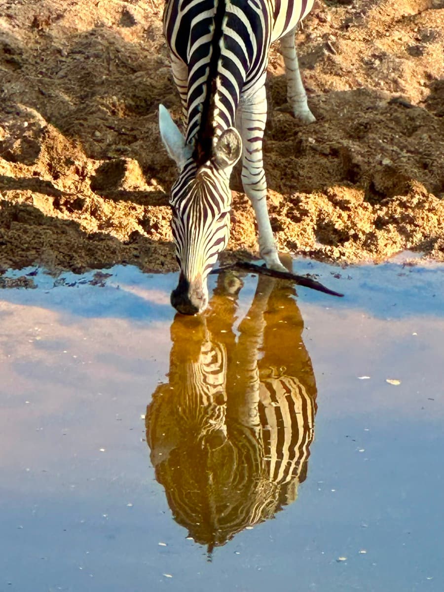 Zebra vid ett vattenhål i gryningen