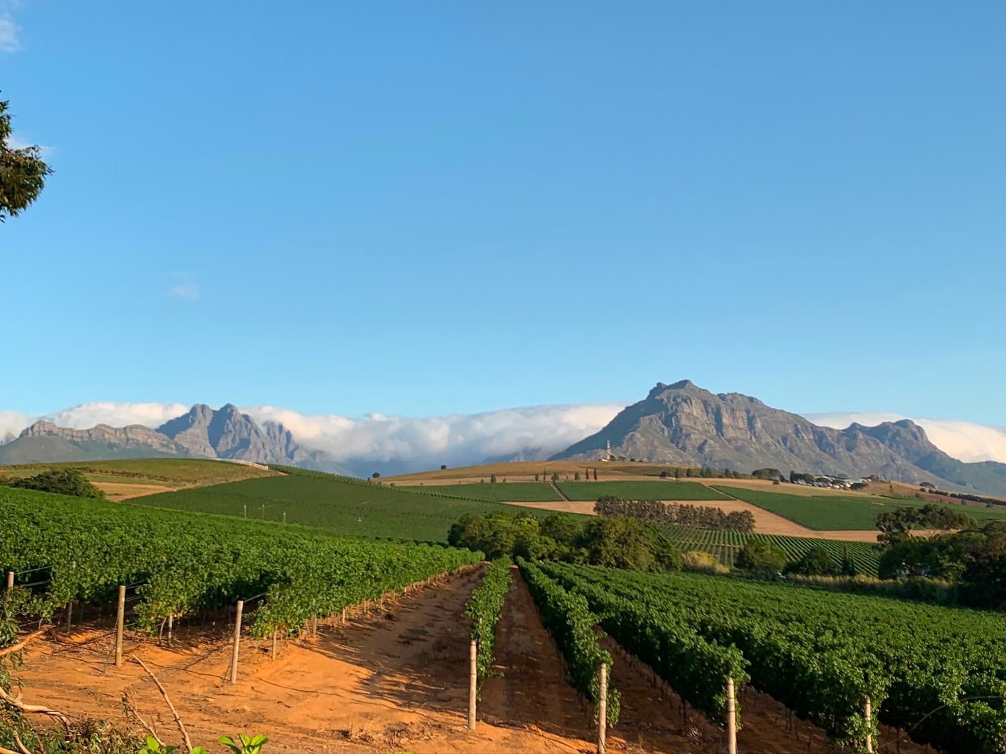 Vingårdar i Stellenbosch, Sydafrika
