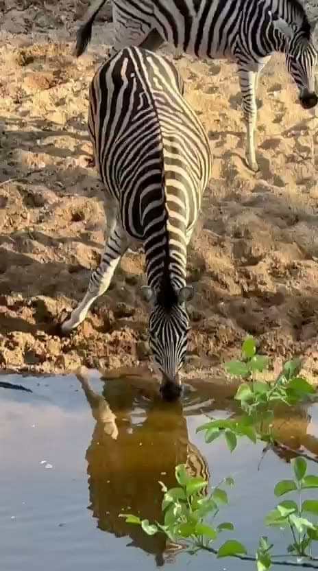 Ögonblick från en safari
