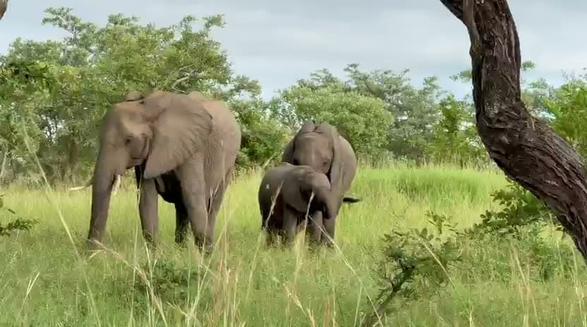 Elefantfamilj i bushen på safari