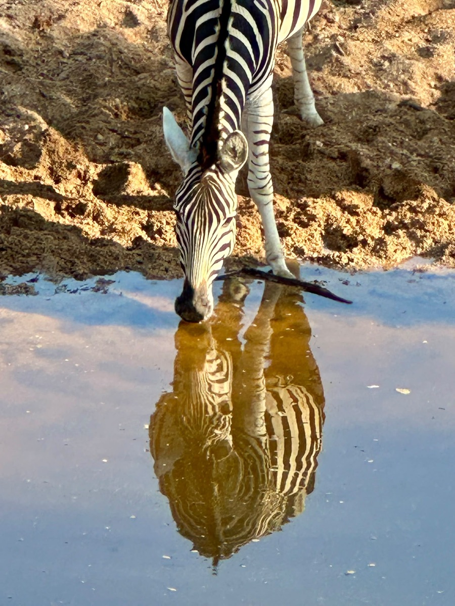 Zebra vid ett vattenhål i gryningen