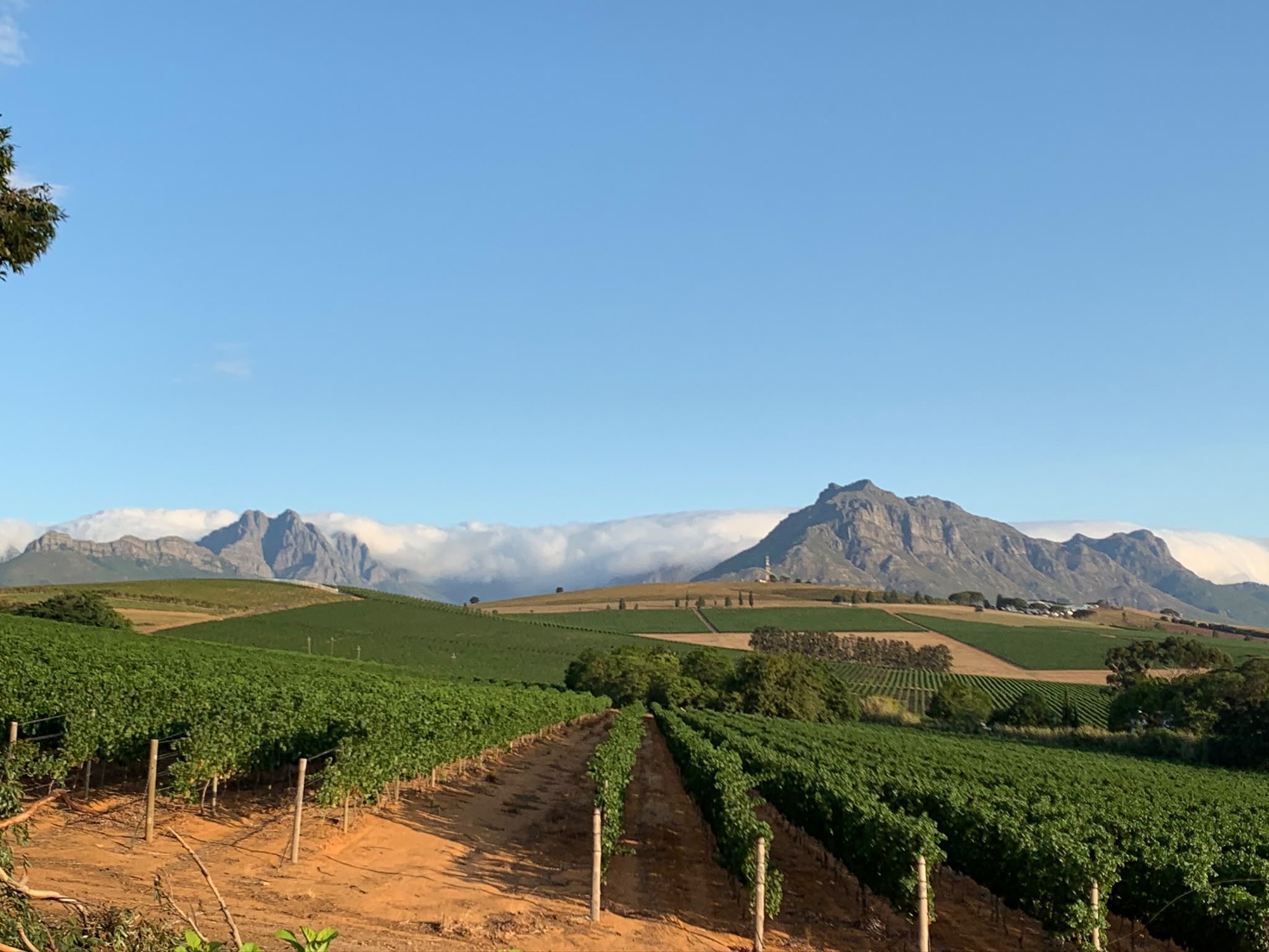 Vingårdar i Stellenbosch, Sydafrika